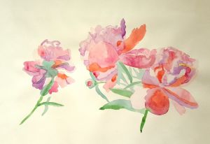 Peonies / watercolour on paper / 42,7 x 60,5 cm / 2017