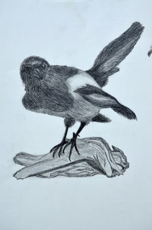 Magpie / graphite on paper / 45 x 65 cm / 2014