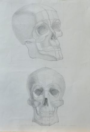Skull  / graphite on paper / 45 x 65 cm / 2015